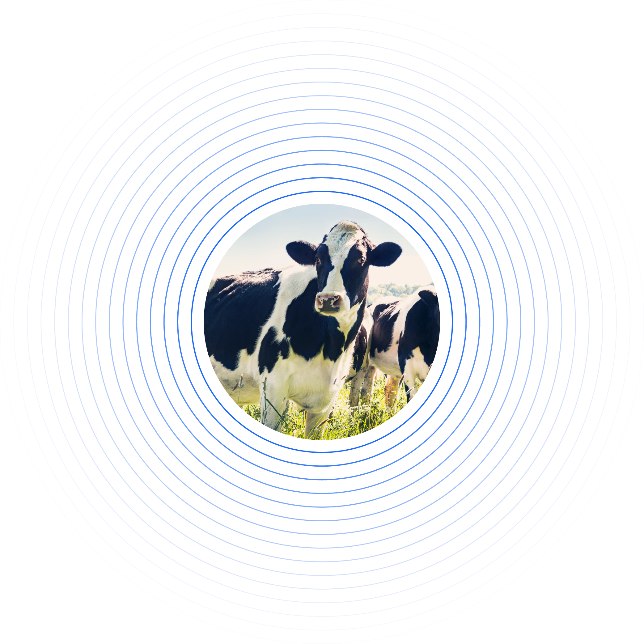 jones-dairy_mr-story-banner-graphic